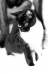 gatti e Cani gatti e Cani