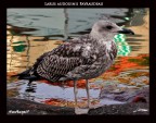 Larus audouinii Payraudeau Larus audouinii Payraudeau