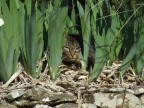 Fuji finepix s5600
ISO 64
1/350 sec
F/4,5
Mano libera