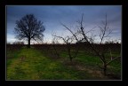 Frutteto d'inverno... Frutteto d'inverno...