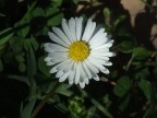 Fuji finepix s5600
ISO 64
1/500
F/5,6
mano libera