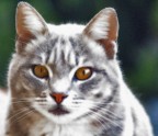 Pallina the Cat Pallina the Cat