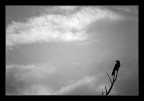 il sogno
