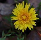 Come sarebbe "E' ancora inverno..."???