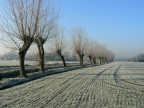 Gelsi in filare Gelsi in filare