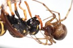 Spider's bite Spider's bite