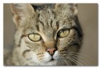 Gattone Gattone