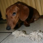 Stato di flagranza di reato