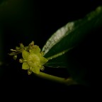 fiore delle giuggiole