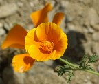 fiore giallo fiore giallo