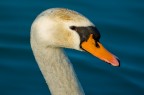 Il mio Cigno Il mio Cigno