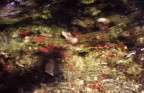 Il ruscello nel parco Il ruscello nel parco