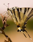 papilio a met�