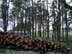 Legna tra gli Alberi Legna tra gli Alberi