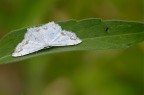 Campaea margaritata