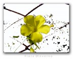 Fiore Fiore