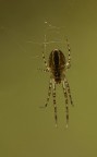 3 mm di ragno