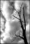 albero albero