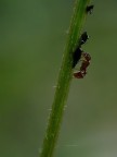 Parsimoniosa Parsimoniosa
