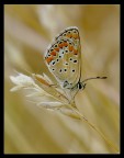 Un'altra Lice