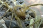 Camel Spider Camel Spider