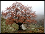 Albero 1 Albero 1