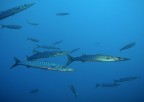 barracuda barracuda