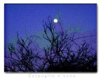Cespuglio e luna