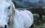 cavallo bianco cavallo bianco