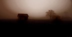 nebbia nebbia