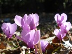 Fiorellini Fiorellini