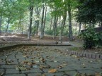 Viale Viale