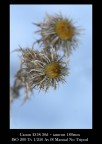 fiori d'inverno: corrispondenze
