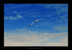 volere volare volere volare
