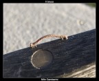 Il bruco Il bruco