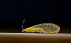 Chrysopa Chrysopa