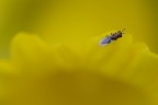 Nel giallo
