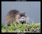 La nutria o castorino La nutria o castorino