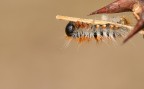 Processionaria (Thaumetopoea pityocampa) Processionaria (Thaumetopoea pityocampa)