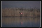 Volo rosa Volo rosa