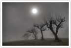 ramificazioni nella nebbia