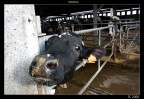 mooooo mooooo