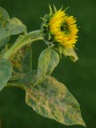 Sunflower Sunflower