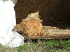 Gatto rosso Gatto rosso