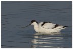 Avocetta