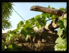 Il gatto e la vite Il gatto e la vite