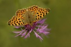Nymphalidae Nymphalidae