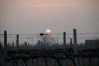 Tramonto sulla vigna
