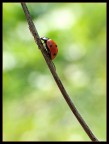 Arrampicata Arrampicata
