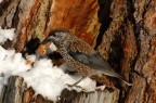 Nocciolaia con noce
